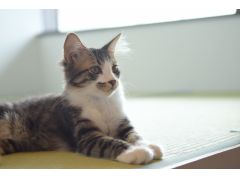 保護猫カフェ285 予約 アクセス 割引クーポン じゃらんnet 保護猫カフェ285 予約 アクセス 割引クーポン じゃらんnet