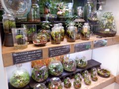 ■ショップ・パルコジョキでは、完成品のテラリウムや珍しい植物を取り扱い。