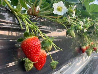 和歌山県ブランドいちご"まりひめ”