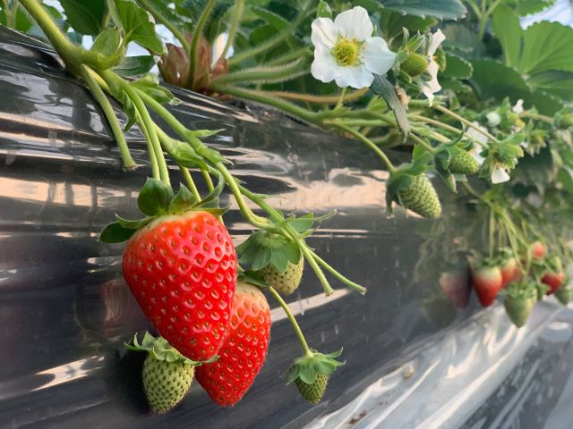 和歌山県ブランドいちご"まりひめ”