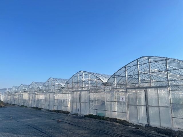 25aのいちごハウスが連なってます。