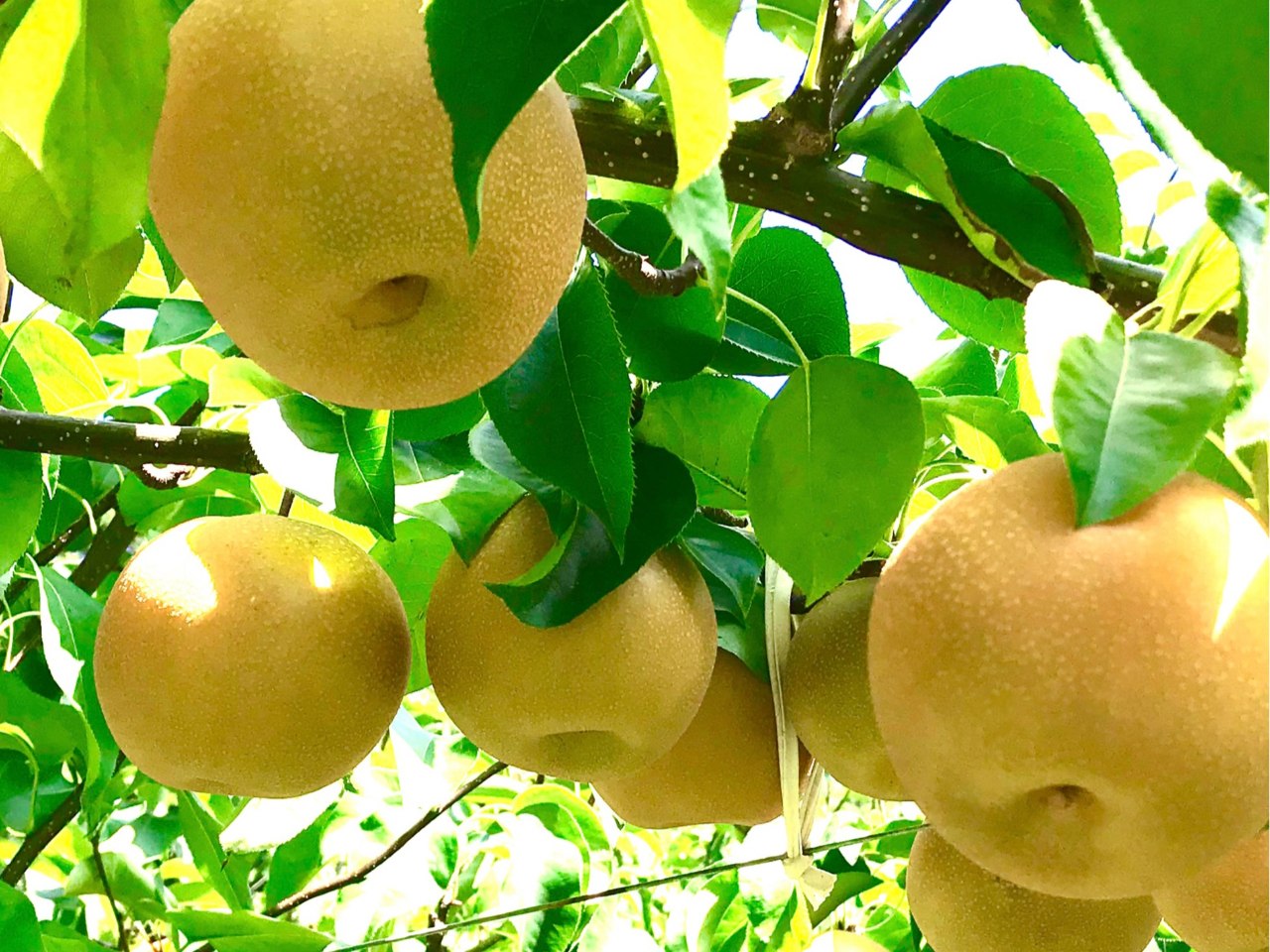 梨狩り体験/1キロ600円！(入園料別）】制限時間なし！お食事持込みOK