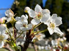 4月に花が咲きます。