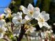 4月に花が咲きます。