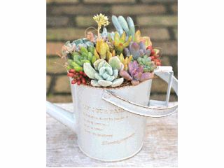 バッケトの多肉植物フェイクグリーンイメージ画像