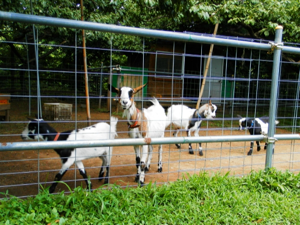 �v��������������A�~�j�€�B�ƗV�Ԃ��Ƃ��ł��܂��B