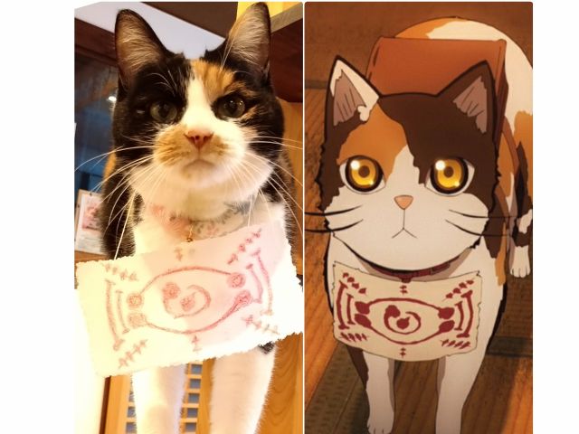 地域共通クーポン対象 1時間コース 4歳からok 女将がミルクで育てた人懐こいにゃん ずと触れ合い体験 じゃらん限定 カップル 女性 ファミリー グループ 保護猫カフェ 別邸ねこ処みなみ家 じゃらん遊び体験 地域共通クーポン対象 1時間コース 4歳からok 女将がミルクで育てた人懐こいにゃん ずと触れ合い体験 じゃらん限定 カップル 女性 ファミリー グループ 保護猫カフェ 別邸ねこ処みなみ家 じゃらん遊び体験