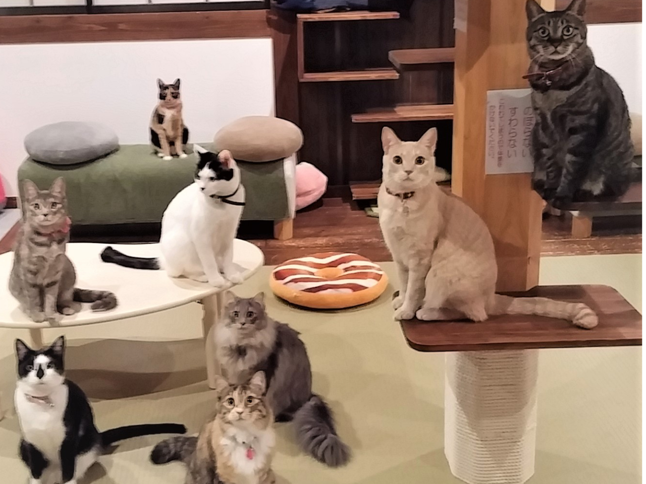 �J�����ڐ������ӂȂɂ��X�^�b�t16�C�ő҂��Ă�ɂ�[���