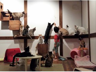 地域共通クーポン対象 ねこまみれ3時間コース 小学生からok 人懐こすぎるにゃんずとたっぷり触れ合い ねこざんまい体験 じゃらん限定 カップル 女性 ファミリー グループ 保護猫カフェ 別邸ねこ処みなみ家 じゃらん遊び体験 地域共通クーポン対象 ねこまみれ3時間コース 小学生からok 人懐こすぎるにゃんずとたっぷり触れ合い ねこざんまい体験 じゃらん限定 カップル 女性 ファミリー グループ 保護猫カフェ 別邸ねこ処みなみ家 じゃらん遊び体験