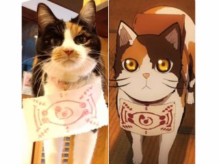 地域共通クーポン対象 ねこまみれ4時間コース 小学生からok 人懐こすぎるにゃんずとたっぷり触れ合い ねこ ざんまい体験 じゃらん限定 カップル 女性 ファミリー グループ 保護猫カフェ 別邸ねこ処みなみ家 じゃらん遊び体験