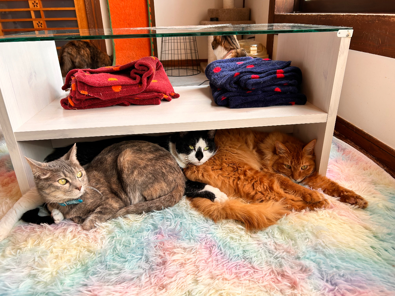 �ی�L�J�t�F�̂˂��X�^�b�t����