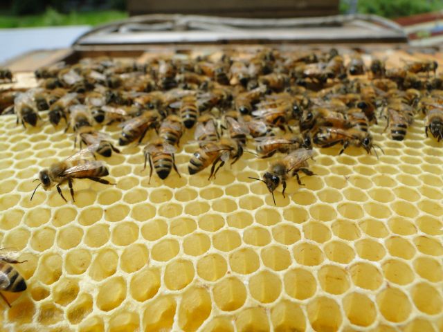 みつばちは体からろうを出して、子育て、はちみつの貯蔵等に必要なハニカム状の巣を作ります。この巣を溶かして蜜ろうの原料を作ります。抗菌力、殺菌力に優れています。