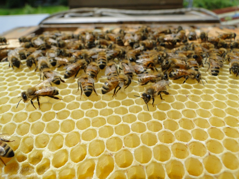 蜜ろうは、蜂の体から作り出され抗菌性・保湿性に優れ高級化粧品の原料にもなります。