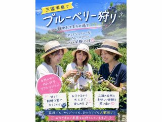 実は、ブルーベリーってこんなに美味しい。