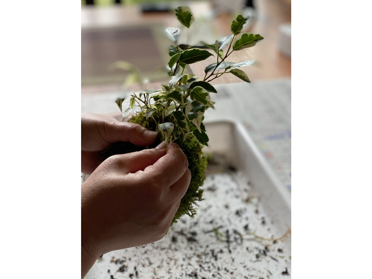 おこさまからどなたでも簡単に作れます。自分で作ったこけ玉は愛着が沸きます。みなさんで楽しい時間を過ごしませんか?