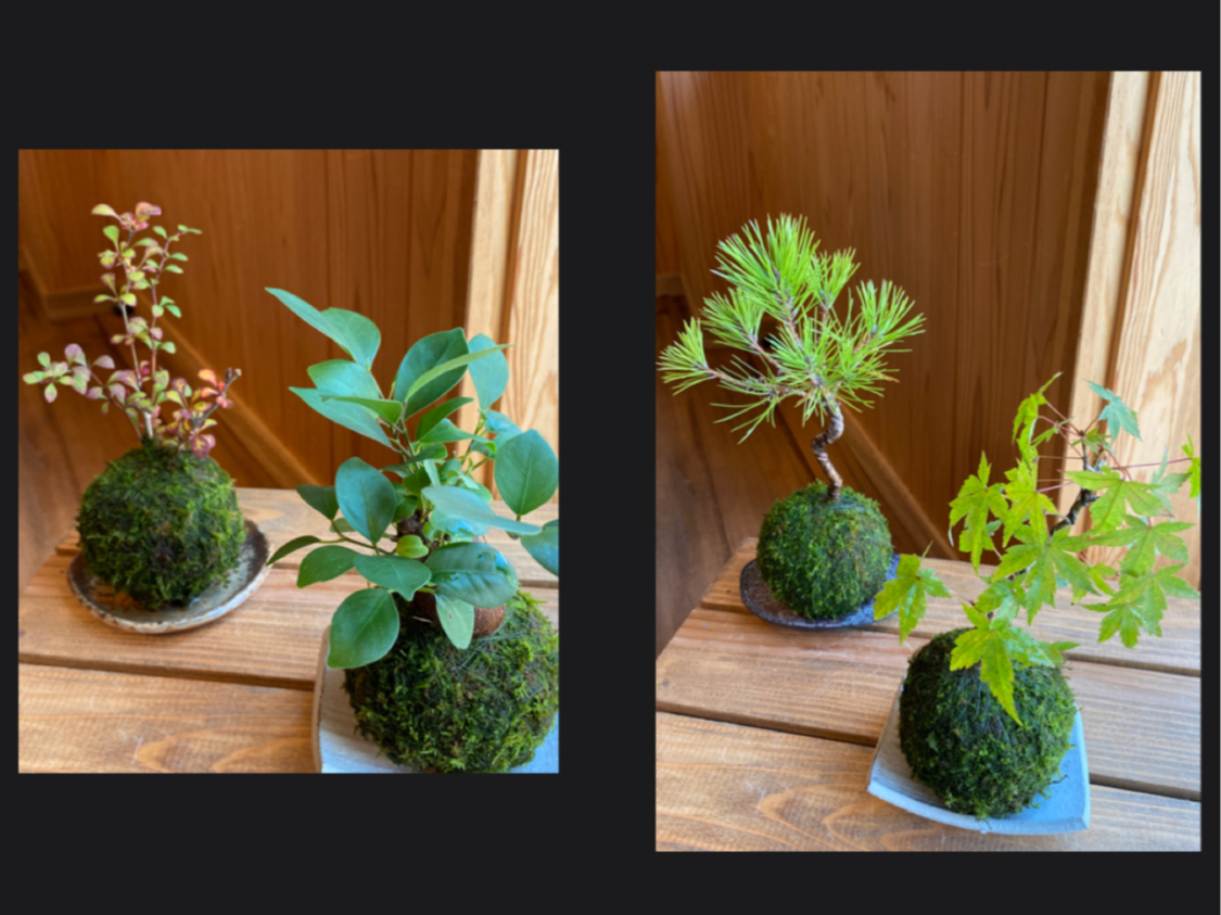 �A���ɂ���Ď�ς��܂��B�������Q�����A���̒����炨�D���ȐA����I�ׂ܂��B