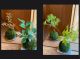 植物によって趣が変わります。当日持参した植物の中からお好きな植物を選べます。
