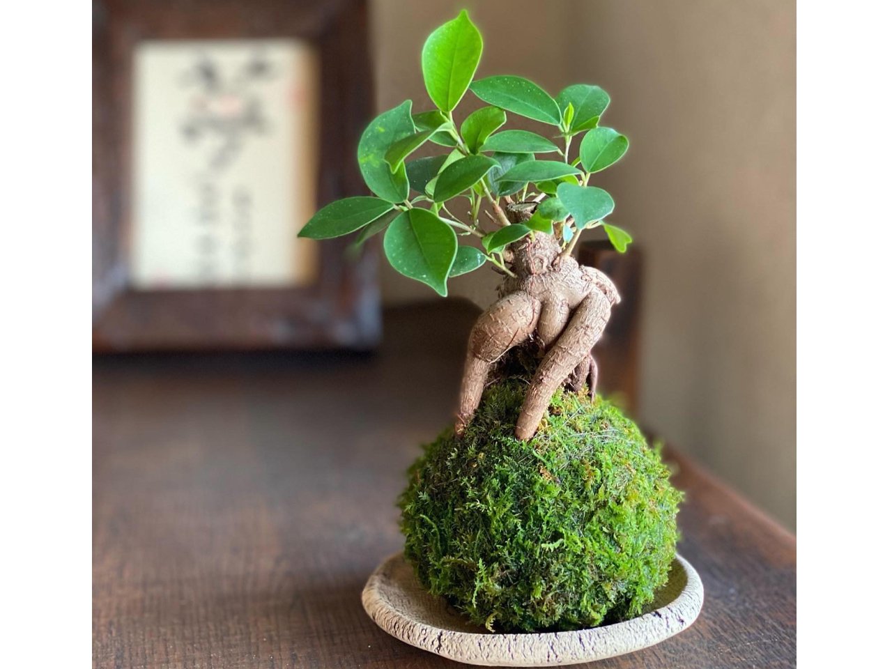 小さなグリーンインテリア 人気の苔玉作り～♪【瀬戸・名古屋・長久手