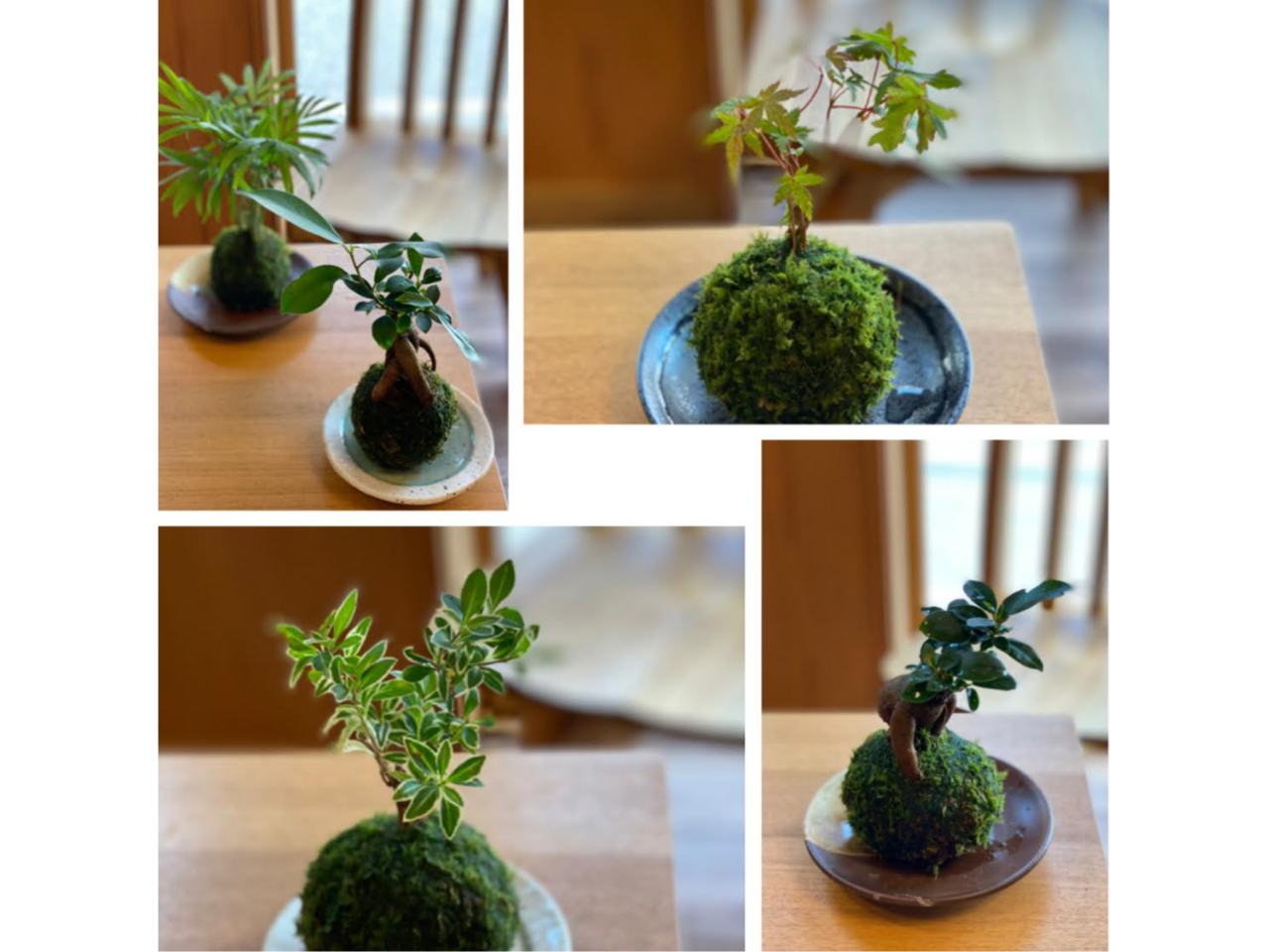 小さなグリーンインテリア 人気の苔玉作り～♪【瀬戸・名古屋・長久手