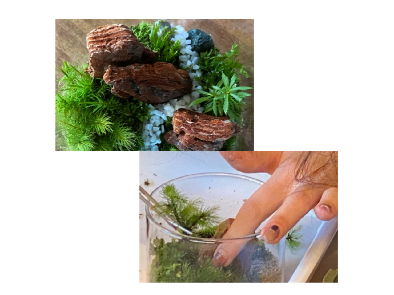 数種類のコケを使って、好きなように風景を作りこみます。おこさまからどなたでも簡単に作ることができます。