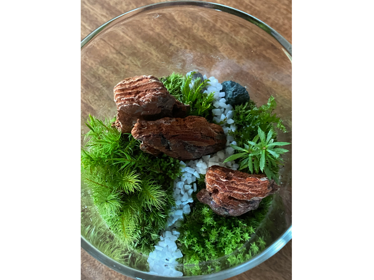 小さなこけ庭。 みずみずしい苔に癒されます。自分だけの世界をデザインしてみませんか?