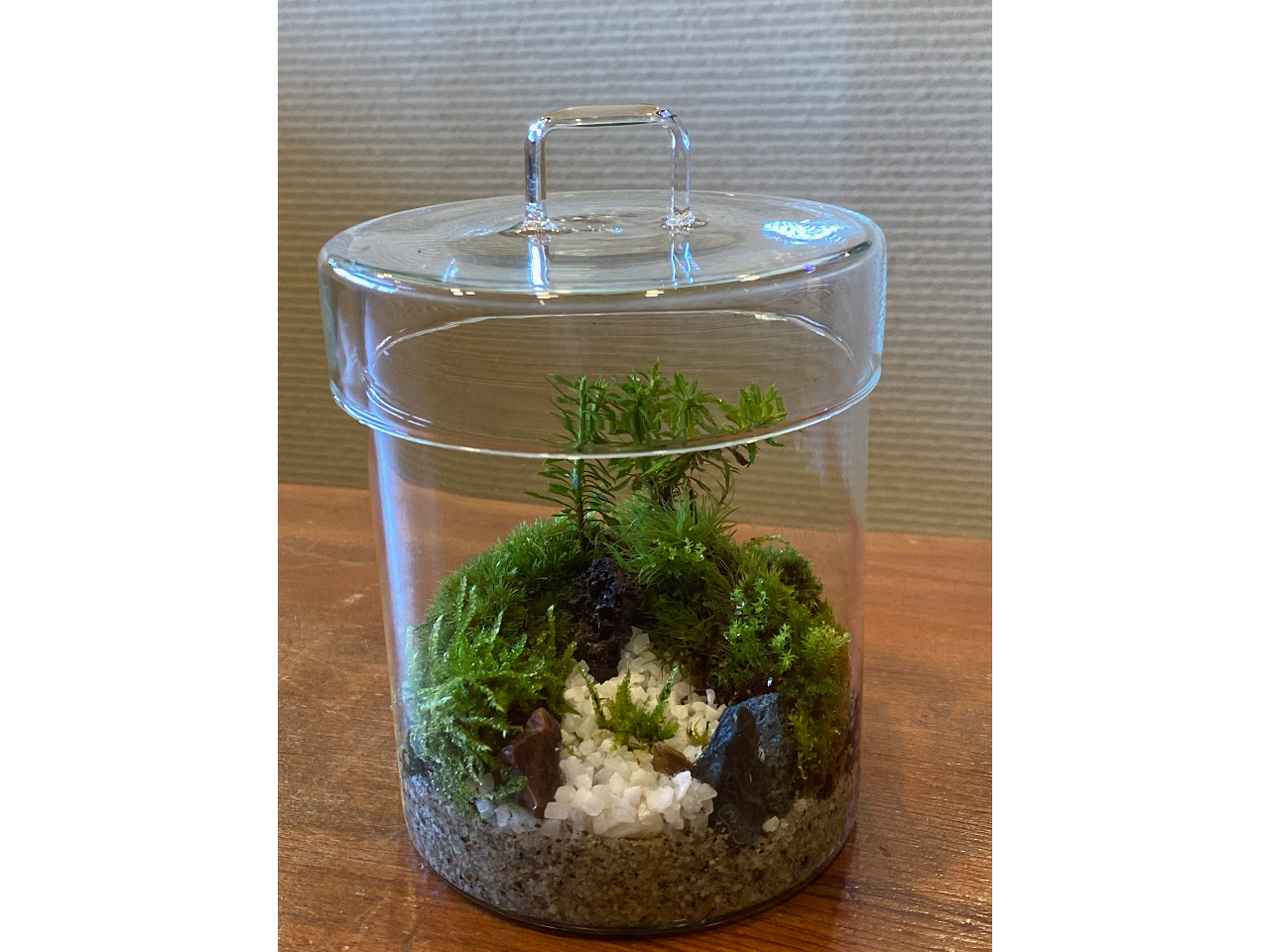 ガラス器のサイズ 径10センチ×高さ14センチ フタつきのガラス器を使用します。お水は1〜2か月に1回程度で、お手入れも楽チン♪