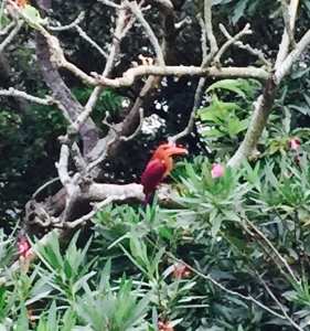 アカショウビン