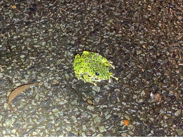 〈日本一美しいカエル〉イシカワガエル