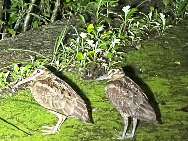 アマミヤマシギ