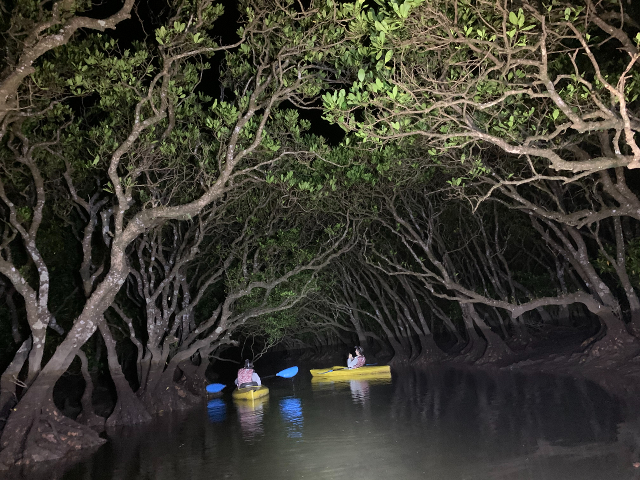 夜のマングローブ原生林