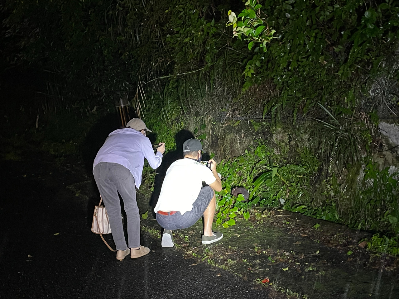 アマミノクロウサギの写真撮影