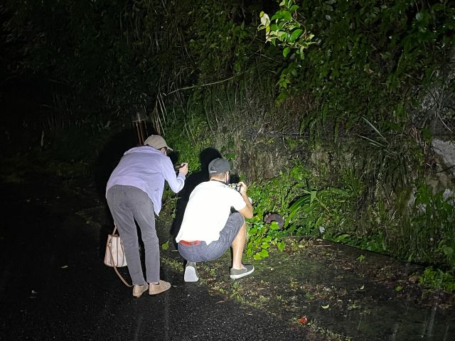 アマミノクロウサギの写真撮影