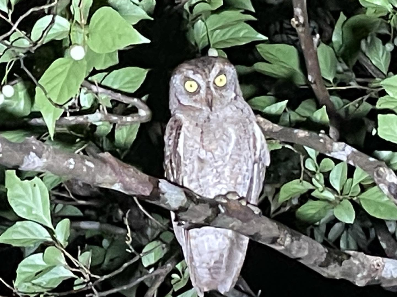 リュウキュウコノハズク