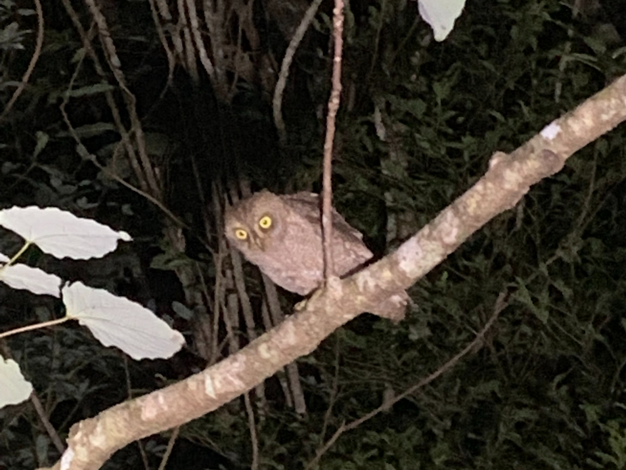 夜にしか見ることのできないリュウキュウコノハズク
