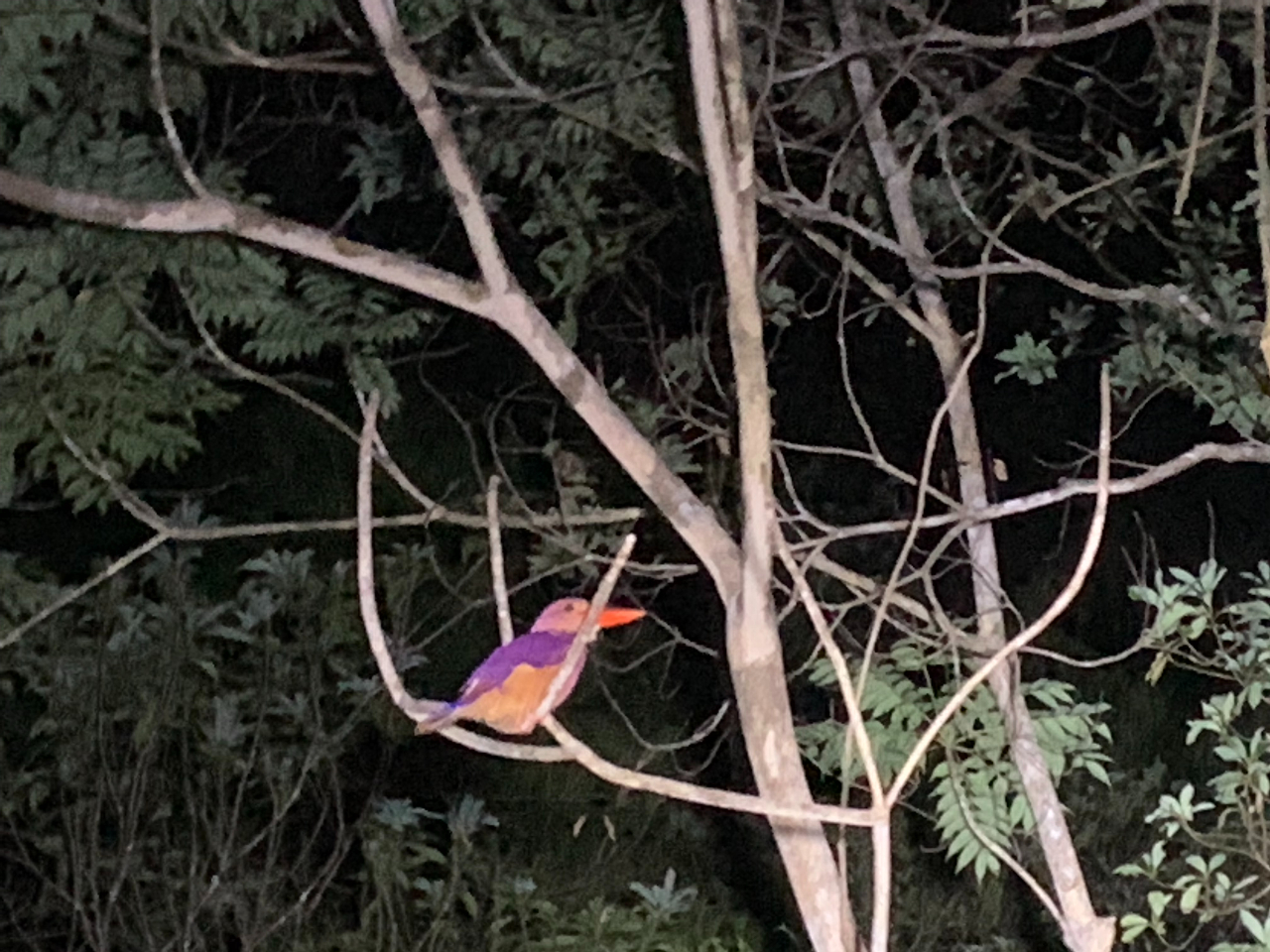 アカショウビン