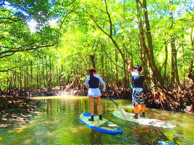マングローブをのんびりSUP(サップ)クルーズ〜西表島SUPツアー