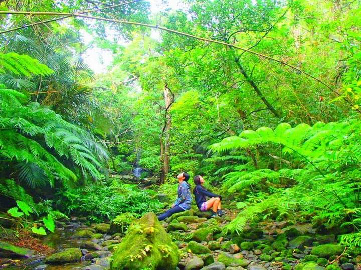 リアルジャングルトレッキングで新しい島旅を〜西表島トレッキングツアー