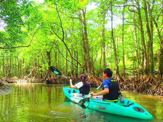 マングローブの木漏れ日を感じよう!西表島マングローブカヌーツアー
