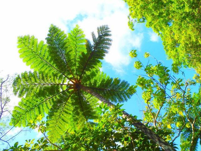 ���{�ő�̃V�_�A���E�q�J�Q�w�S���ςĂ݂悤�I���\���g���b�L���O�c�A�[