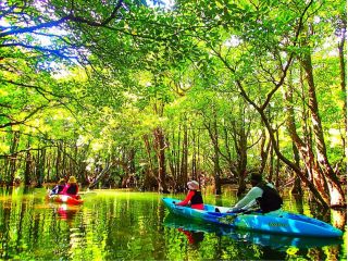 西表島で人気のマングローブカヌーツアー