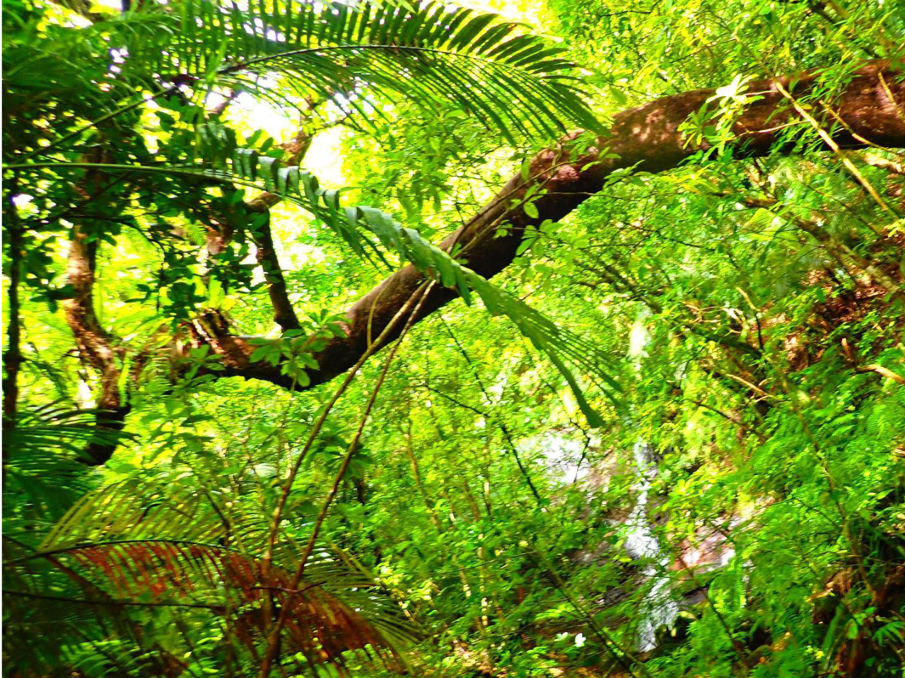 西表島トレッキングツアー