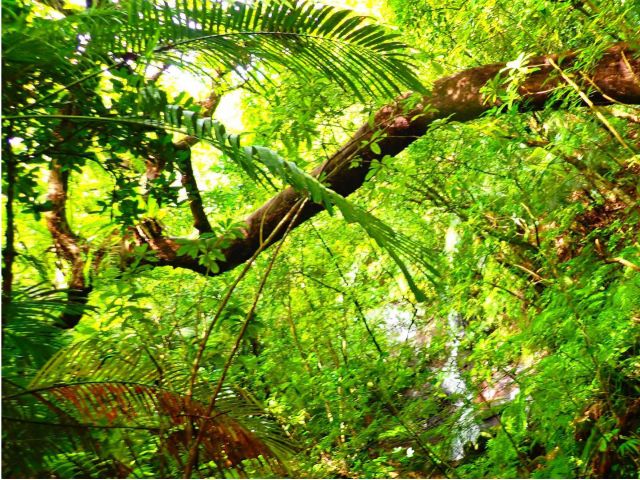 西表島トレッキングツアー