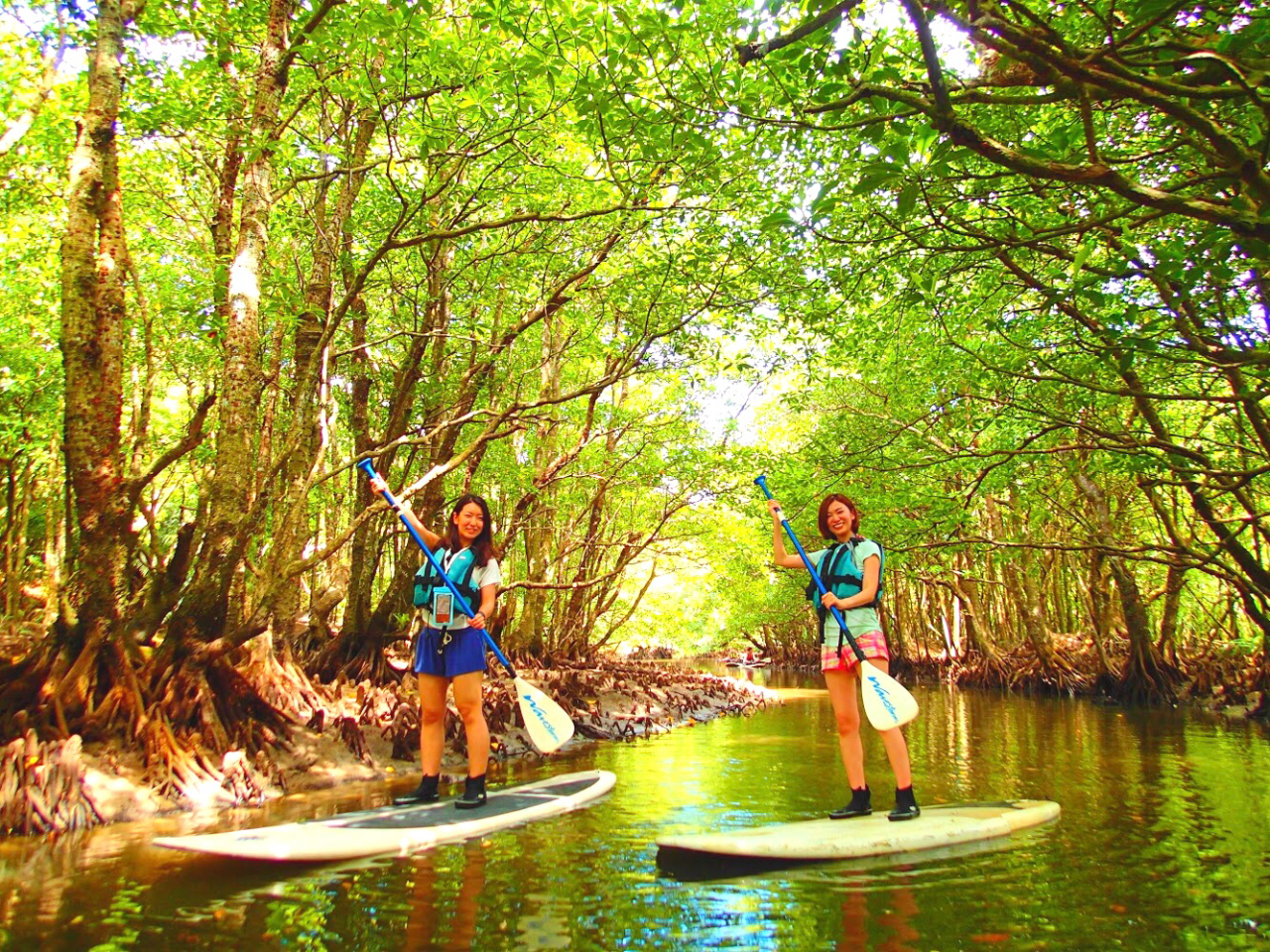 西表島マングローブSUP(サップ)ツアー 青空の下でマングローブの森をのんびりクSUPルージング
