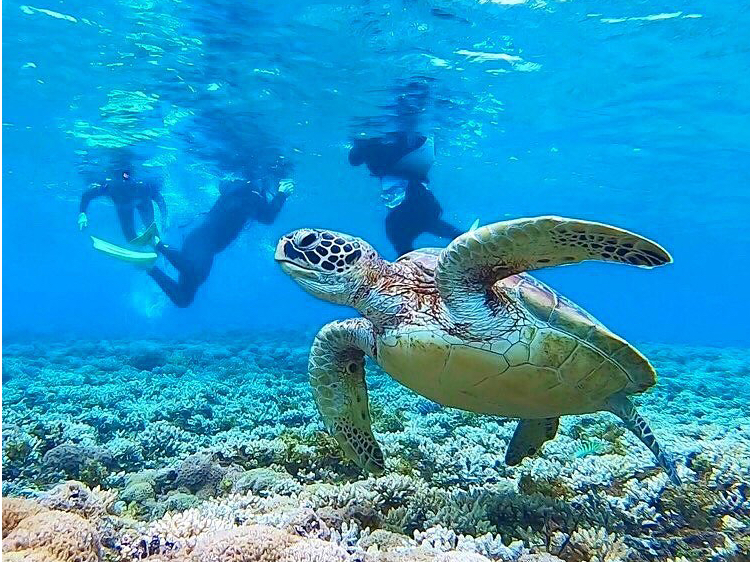 バラス島シュノーケリング