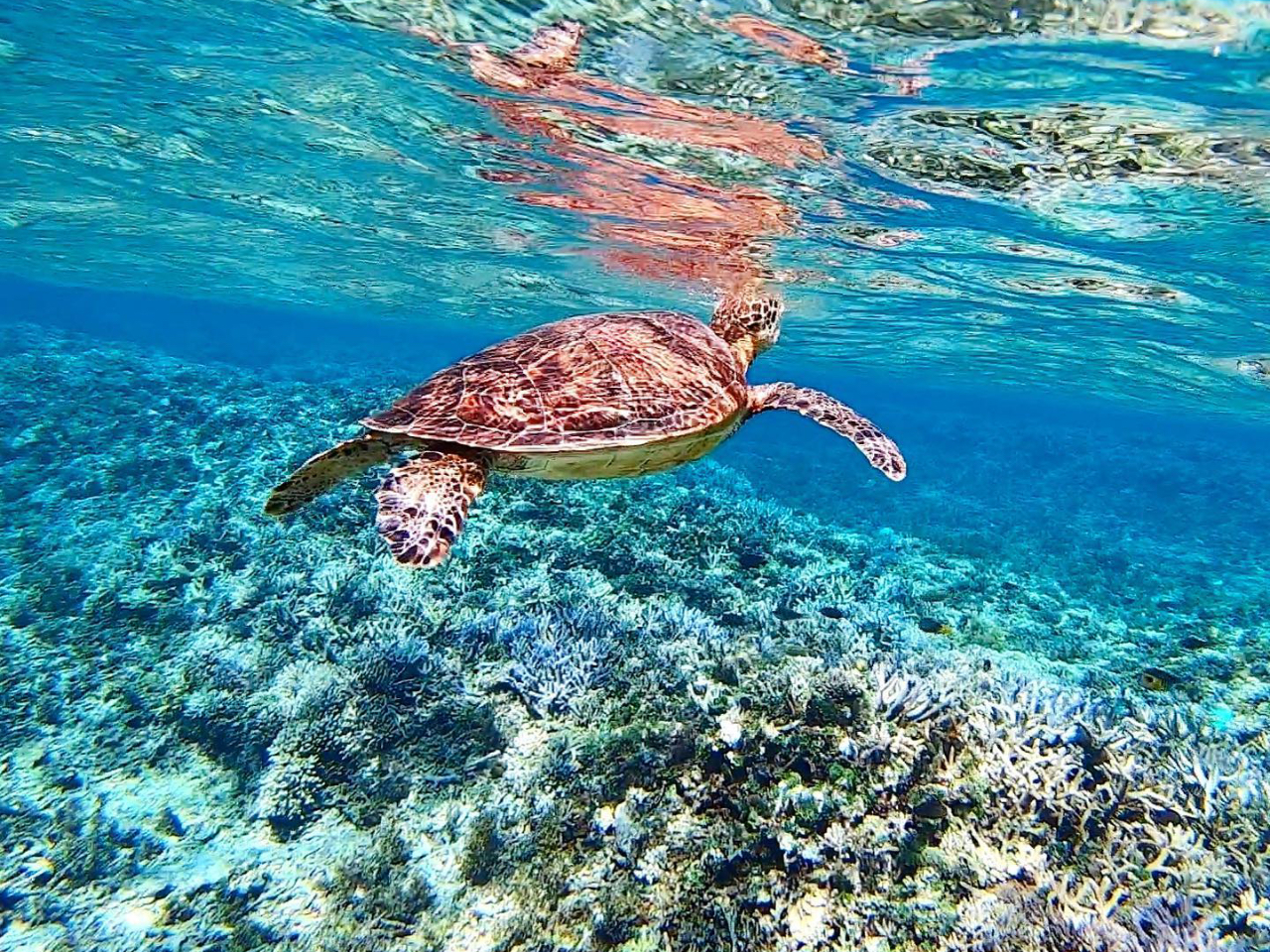 バラス島シュノーケリング・カタマランヨットクルーズ