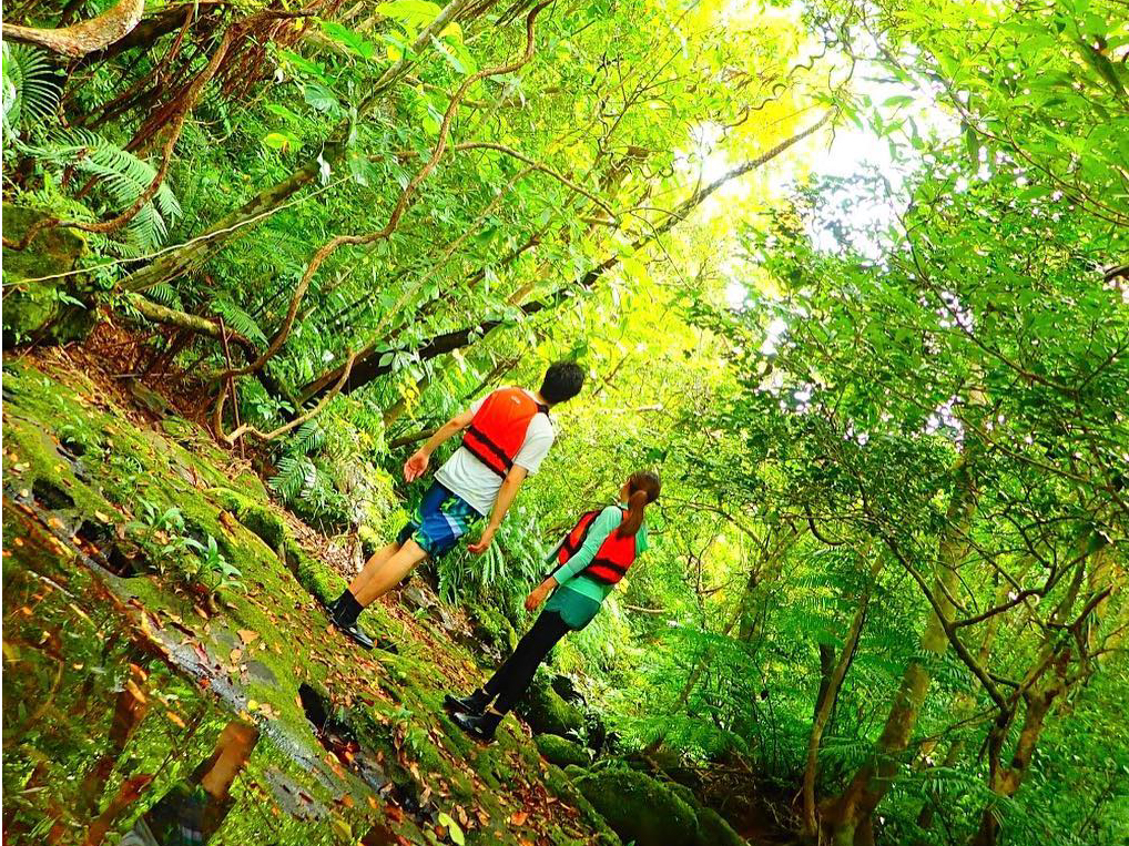 日常では味わえない癒しの空間へ〜西表島トレッキングツアー