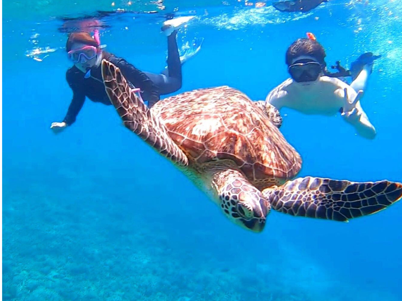 西表島 マングローブSUP(サップ)&バラス島でウミガメと一緒に泳げるシュノーケリング