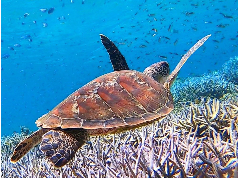 oXŃE~KƈꏏɉjVm[PǑ