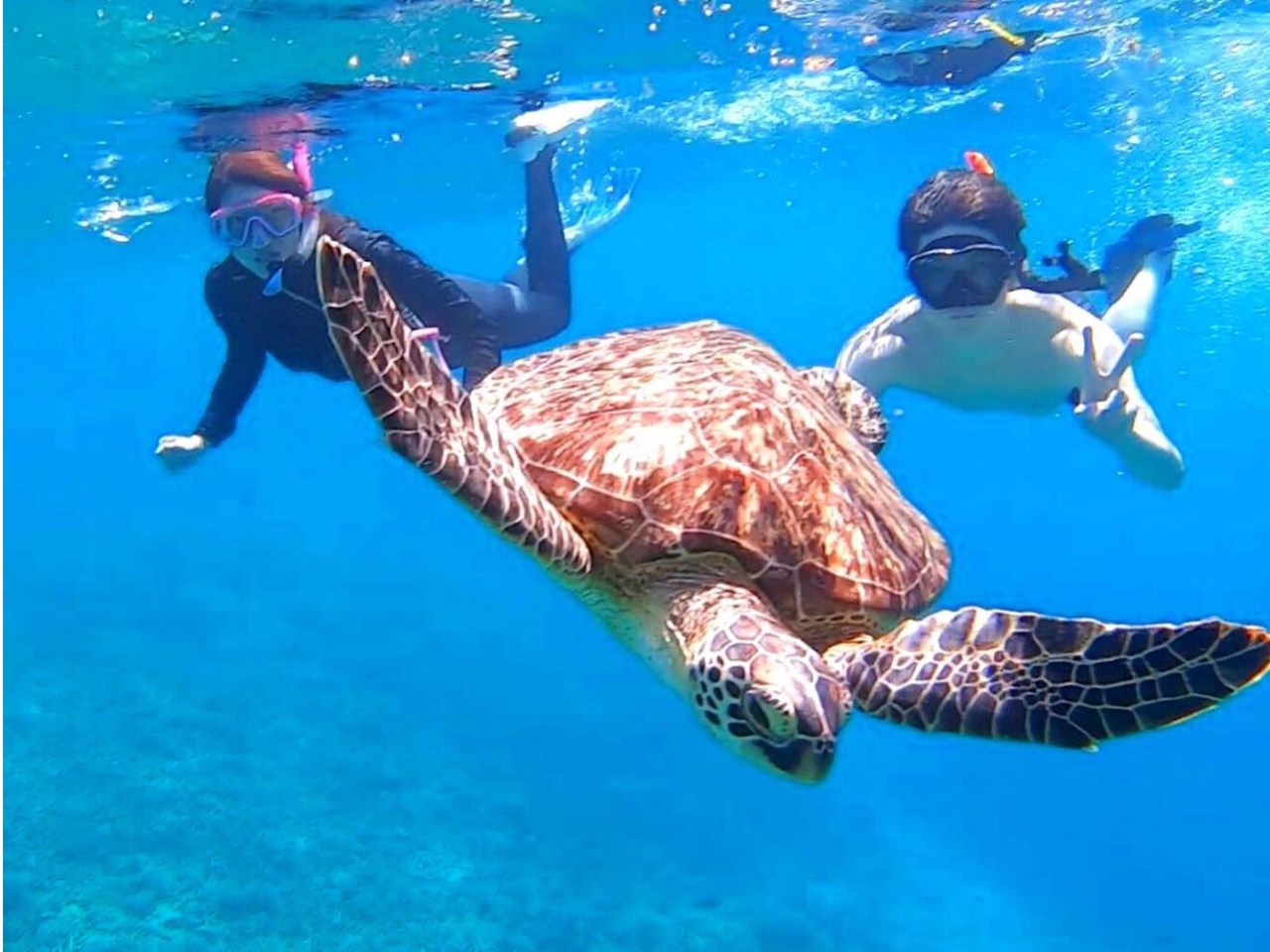 ウミガメと一緒に泳げる!バラス島シュノーケリングツアー
