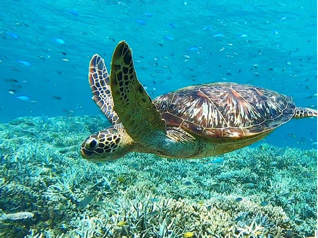 西表島 マングローブカヌー&バラス島でウミガメと一緒に泳げるシュノーケリング体験